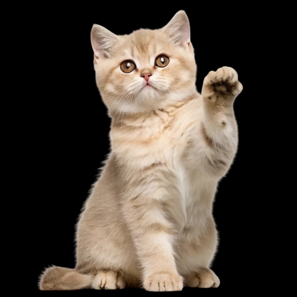 Cat Accessories