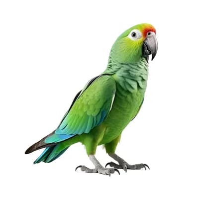 Bird Accessories